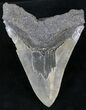Giant, Serrated Megalodon Tooth - South Carolina #23735-2